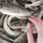«Только садисты на это способны»: опасная рыба найдена во Владивостоке - внутри сюрприз