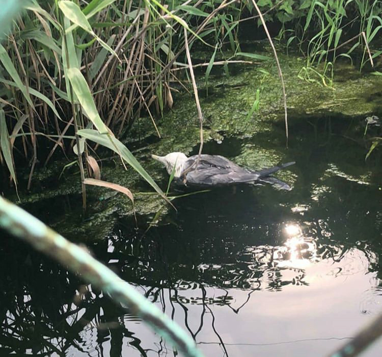 Озеро чан во владивостоке фото