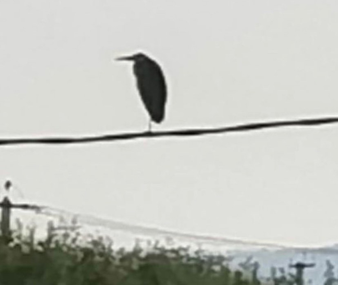 Осмотрите голову птицы обратите внимание. Странная большая птица на проводах. Такие странные птицы. Вандермеер странная птица.