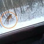«Хорошо, что никто не погиб»: большую «неожиданность» встретили люди в лесу в Приморье