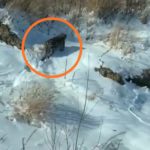 «Не тигр и не медведь»: опасный хищник вышел к людям на оживлённой трассе в Приморье 
