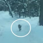 «Завалил уже двоих»: опасного хищника встретили в лесу жители Приморья
