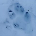 Решил, что это тигр: странные следы нашёл житель Владивостоке в черте города 