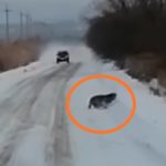 «Руки от страха трясутся»: тигр внезапно вышел на оживлённую дорогу в Приморье 