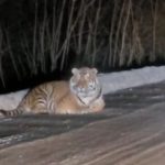 «Он такой большой и так близко»: тигр вышел на оживленную дорогу в Приморье 